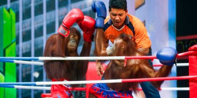 Orangutan diadu secara keji di ring tinju Thailand