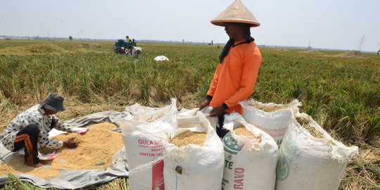 Wapres JK sebut angka produksi padi tahun ini tak masuk akal