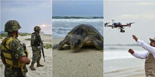Lindungi telur 70.000 penyu, Meksiko terjunkan drone dan tentara