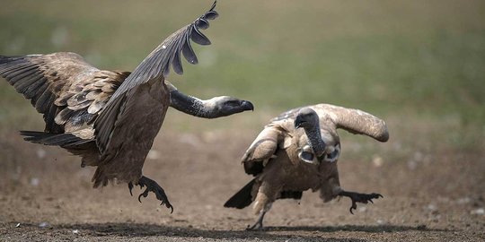 Burung pemakan bangkai Afrika terancam punah