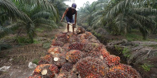 Kisah petani kelapa sawit Riau bekerja di tengah kabut asap
