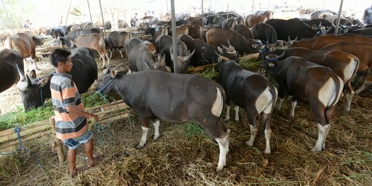 Ekonomi semakin sulit, penjual hewan kurban tercekik 