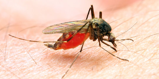 Teknologi sederhana ini mampu hentikan 663 juta kasus malaria!