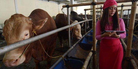 Mengintip bisnis jual beli hewan kurban online