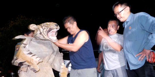 Perdagangan kulit Harimau Sumatera di Binjai digagalkan