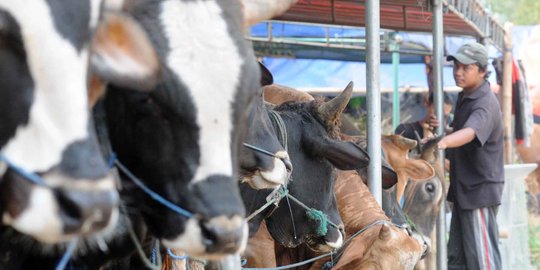 Pedagang hewan kurban kian menjamur di Ibu Kota