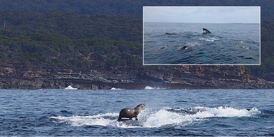 Keren, anjing laut tertangkap kamera selancar di atas punggung paus!