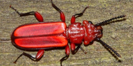 merah rev1