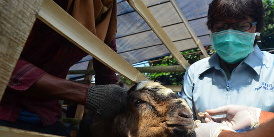 Hewan kurban dijual di Jabar dijamin bebas Anthrax