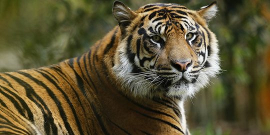 Harimau Sumatera terkam penjaga kebun binatang di Selandia Baru