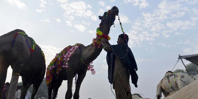 Menengok kesibukan pasar unta di Pakistan jelang Idul Adha