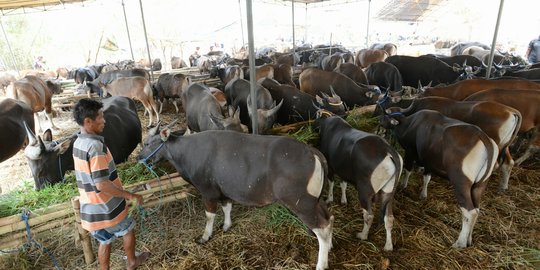 Jelang Idul Adha, harga hewan kurban di Aceh naik 50 persen