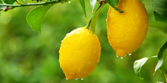 Yuk hilangkan ketombe dengan 4 ramuan lemon!