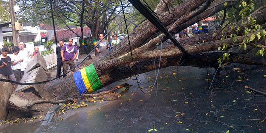 Bandung diguyur hujan deras, pohon 'raksasa' di Jalan Riau tumbang