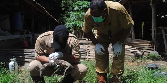 Diduga flu burung, Puluhan unggas di Bukit Menoreh mati mendadak