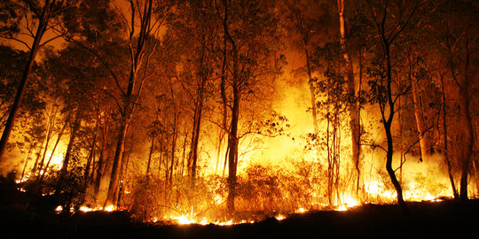 75 Kawasan hutan di Bangka terbakar