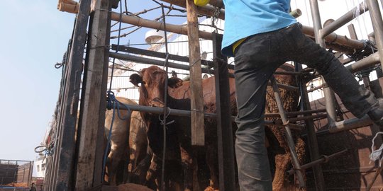 Menteri Australia minta Indonesia tetapkan kuota impor sapi tahunan
