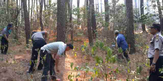 Hutan Pendidikan Unhas di Kabupaten Maros Terbakar