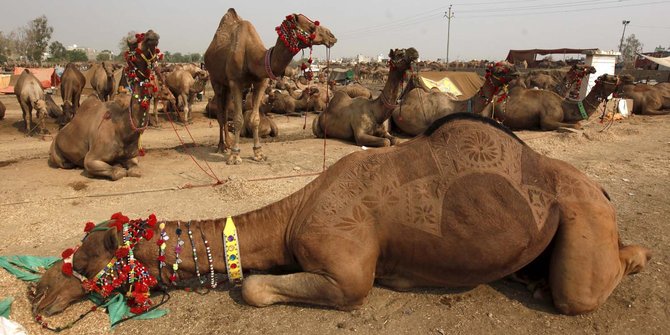 Trik unik pedagang di Pakistan ukir bulu hewan kurban biar laris