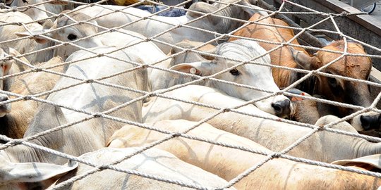 Indonesia kurangi pembelian sapi, Australia meradang