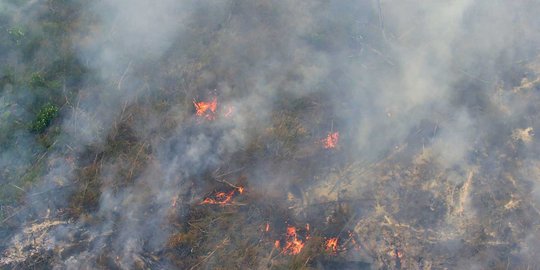 Kemen KLH cabut izin 4 perusahaan pembakar lahan di Sumatera