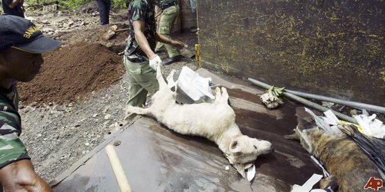 Bali diserang rabies, Gubernur minta anjing berkeliaran dieliminasi