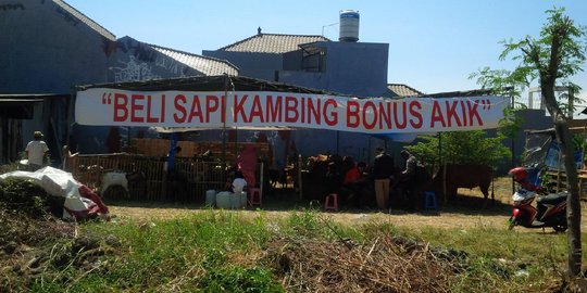 Di Surabaya, ada pedagang jual hewan kurban bonus akik