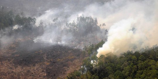 Jadi lahan pendapatan daerah, hutan jadi rusak dan terbakar