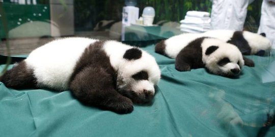 Malaysia marah ditagih Rp 8,7 M per bayi panda oleh China