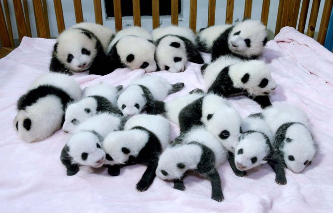 bayi panda di china