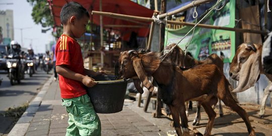 Kisah semangat bocah penjaga dagangan hewan kurban