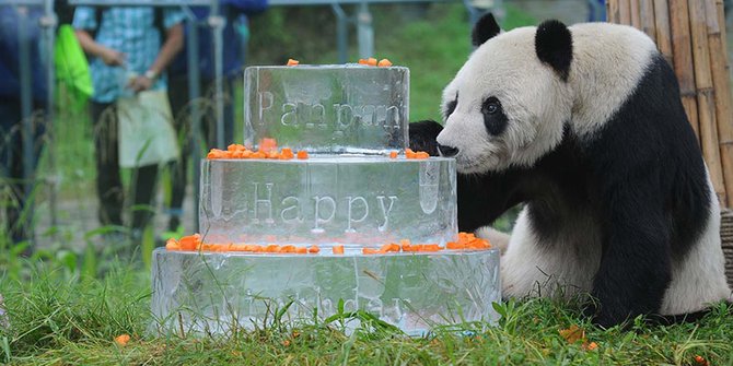 Panda jantan tertua di dunia rayakan ulang tahun ke-30