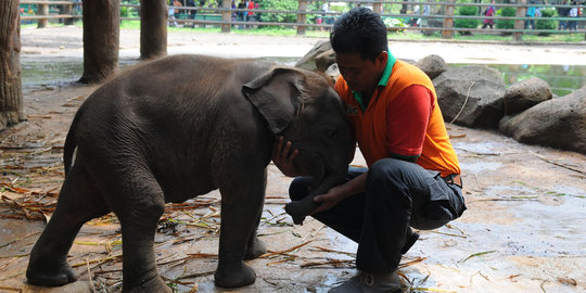 Bayi gajah kembali lahir di kawasan wisata Tangkahan