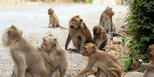 Diobrak-abrik monyet, petani di Sukoharjo enggan bercocok tanam