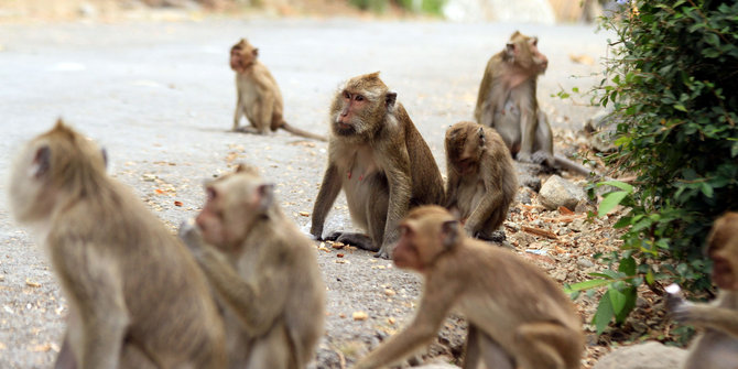 Diobrak-abrik monyet, petani di Sukoharjo enggan bercocok tanam