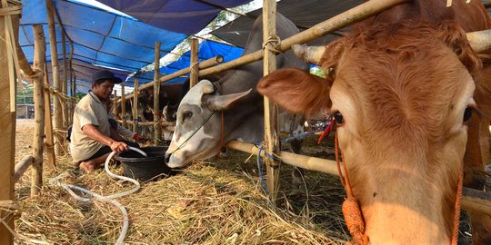 Jokowi dan JK kurban 1 ekor sapi di Masjid Istiqlal