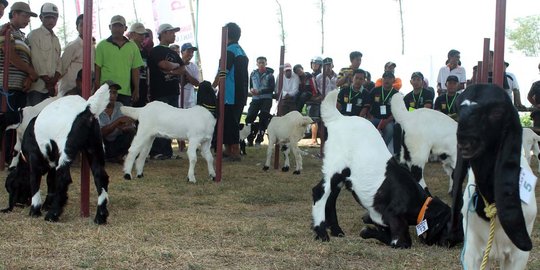 Tembok pasar di Tegal runtuh, 1 tewas, 5 luka, 17 ekor kambing mati