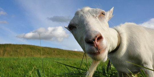 Petugas temukan kambing kurban sakit mata di Pamekasan