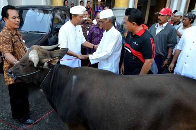 Gubernur Bali sumbang tiga ekor sapi untuk Idul Adha 