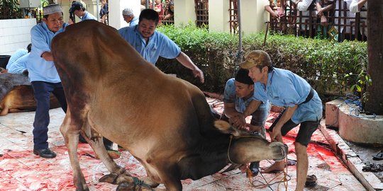 Mui Sebut Penyembelih Hewan Kurban Tak Berhak Dapat Bagian Kepala Merdeka Com