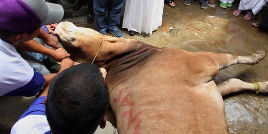 pijat sapi marak jelang idul kurban rev1