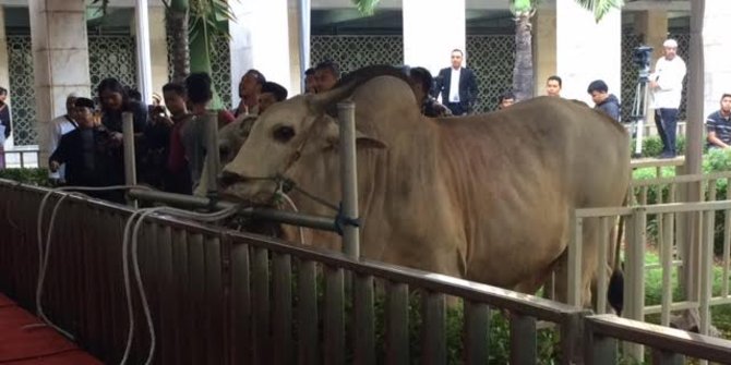 Di Istiqlal, Menteri Yuddy wakili Presiden serahkan sapi 1,3 ton