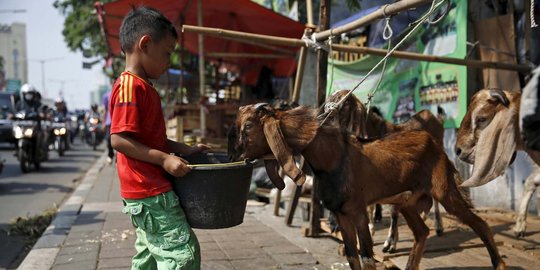 Tim kesehatan hewan DKI temukan 27 hewan kurban berpenyakit