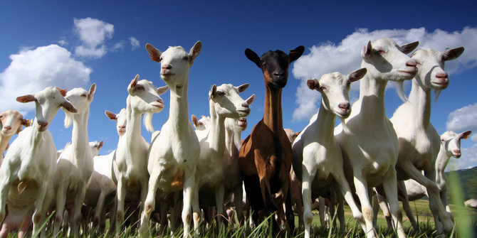 Kandang terbakar, seratusan kambing kurban di Solo ...