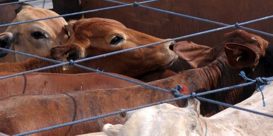 Australia bukan lagi jadi pemasok utama sapi ke Indonesia