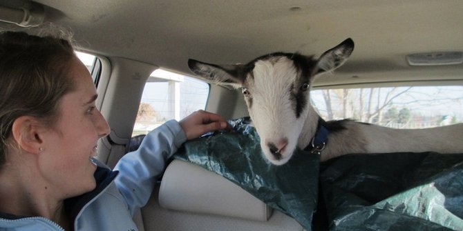 Cara mudah hilangkan bau kambing di kabin mobil