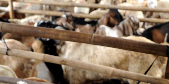 Tanah Abang masih banyak pedagang kambing, bau kotoran menyengat
