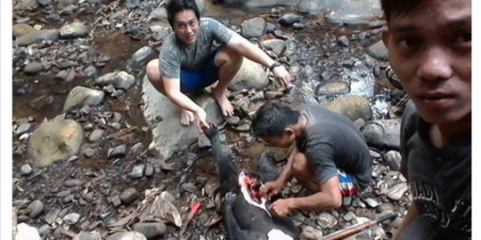 Profauna usut PNS pembantai beruang di Samarinda
