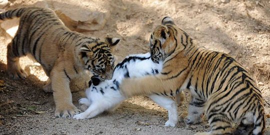 Lucunya anak harimau dan singa belajar berburu kelinci