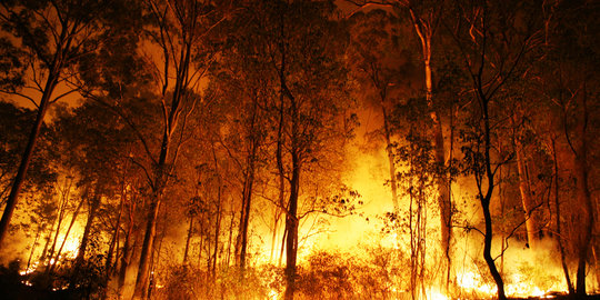 Hutan Gunung Sindoro kembali terbakar